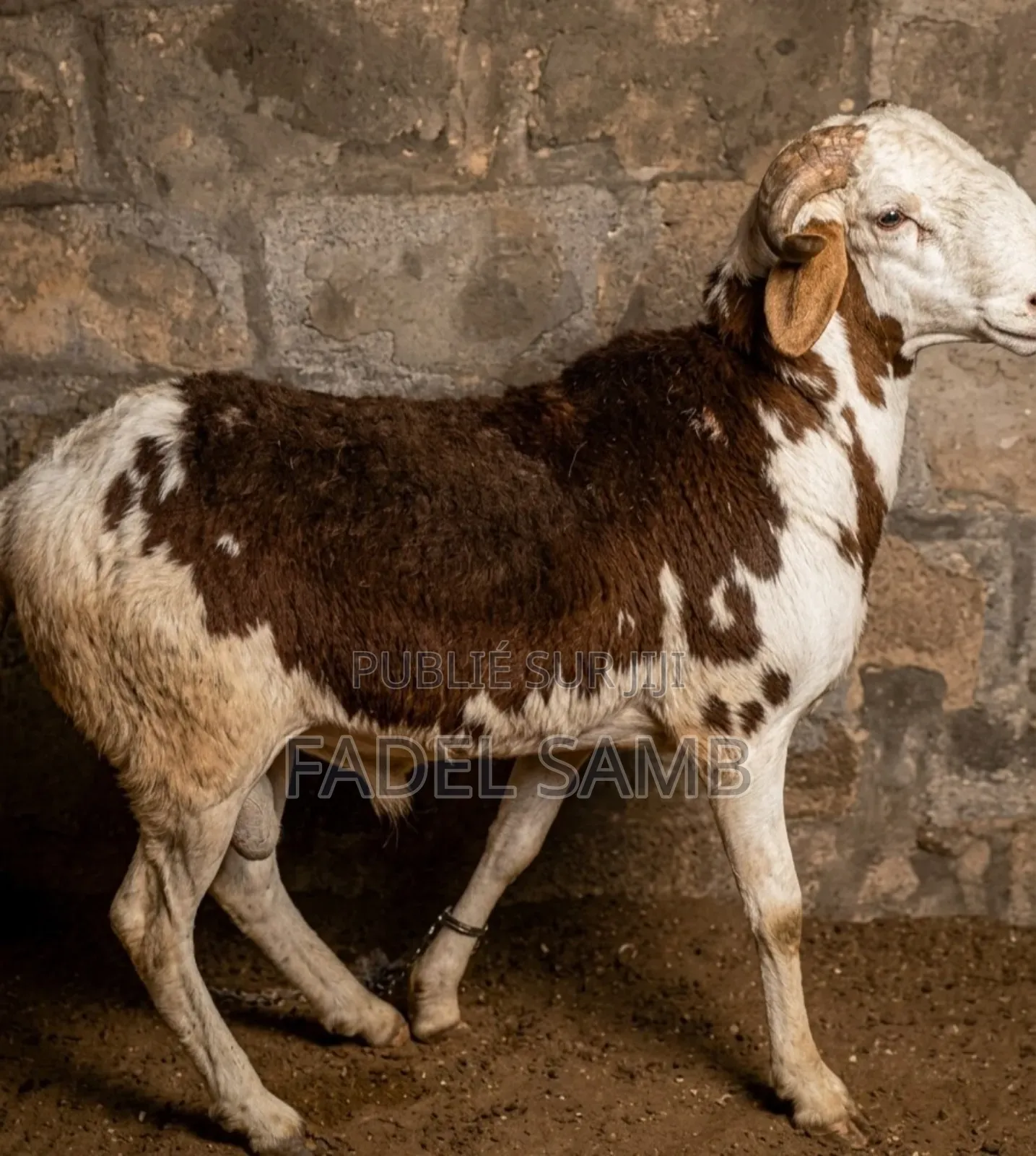 Mouton Azawate À Vendre