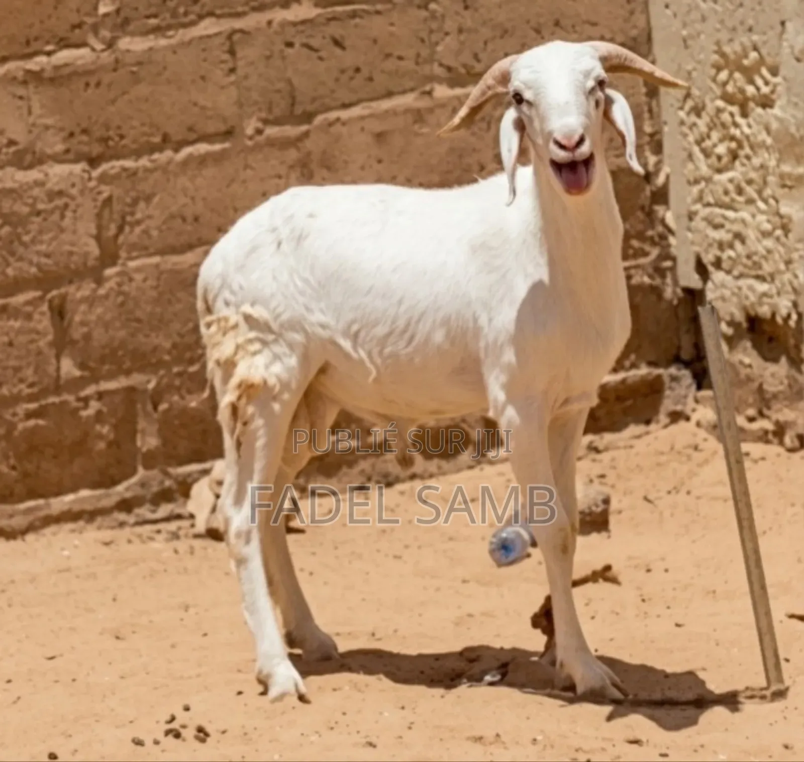 Mouton Azawate À Vendre