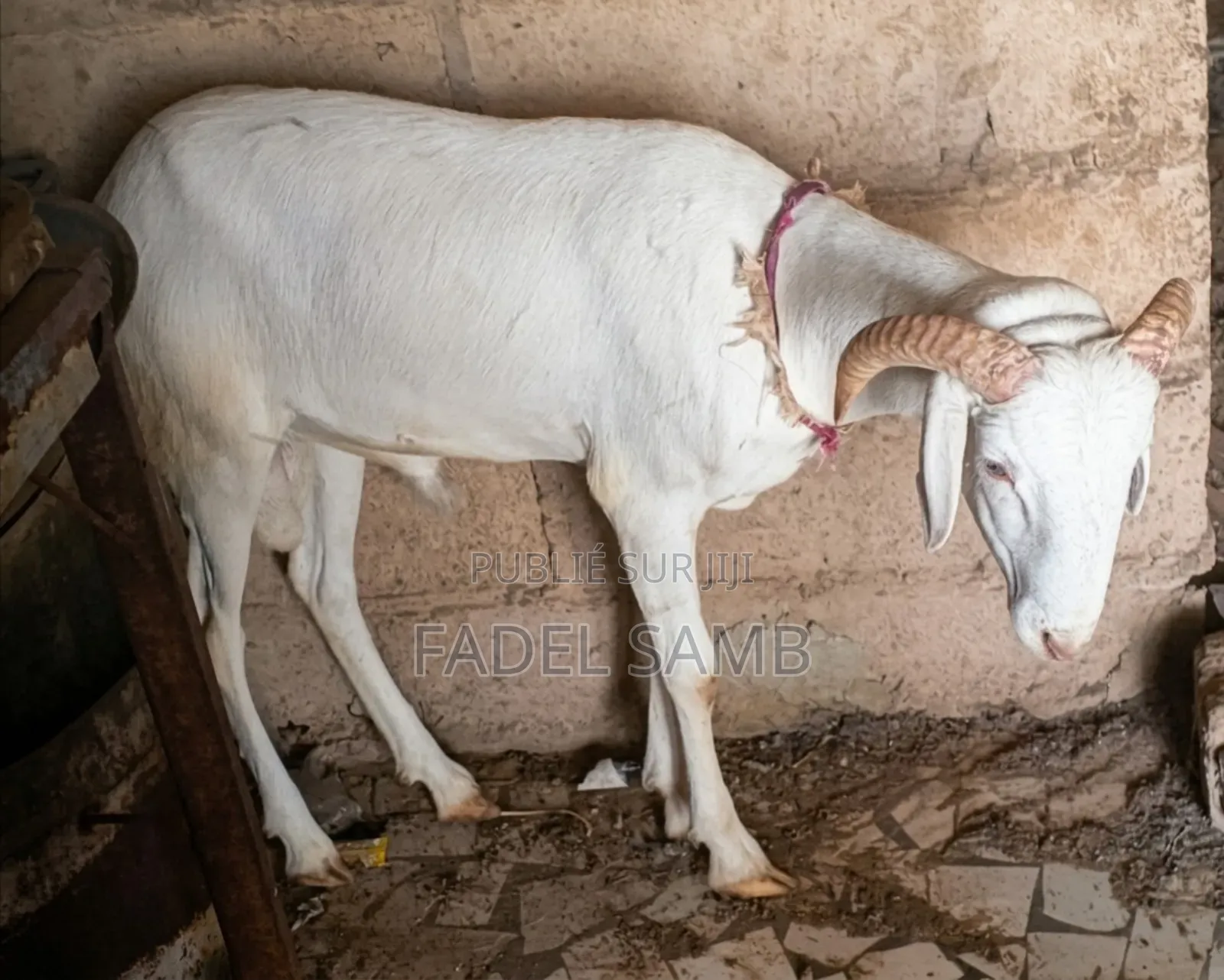 Mouton À Vendre