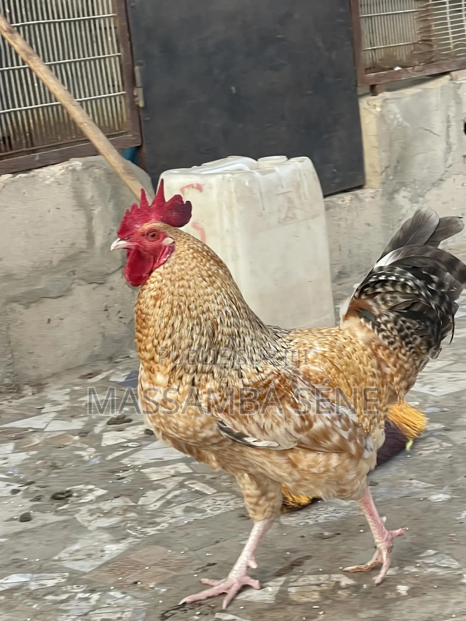 Poule À Vendre Avec Échange Possible Un Jeune Male Trés Prometteur