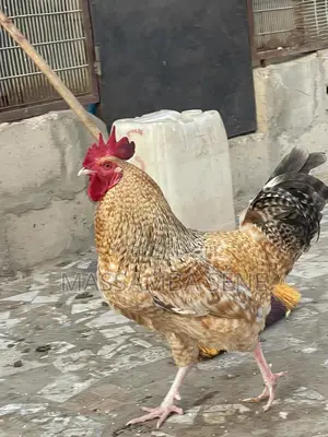 Poule À Vendre Avec Échange Possible Un Jeune Male Trés Prometteur