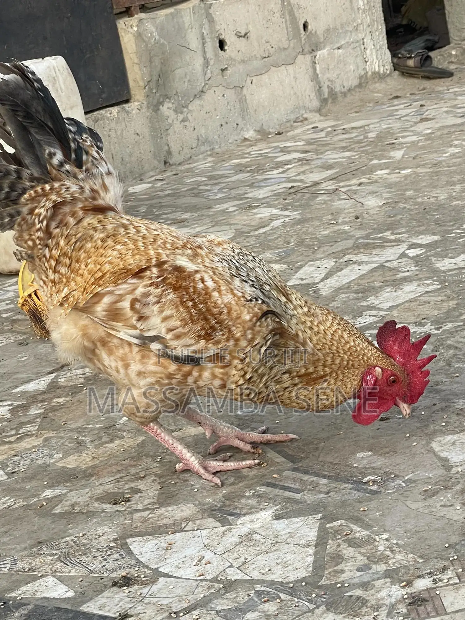 Poule À Vendre Avec Échange Possible Un Jeune Male Trés Prometteur
