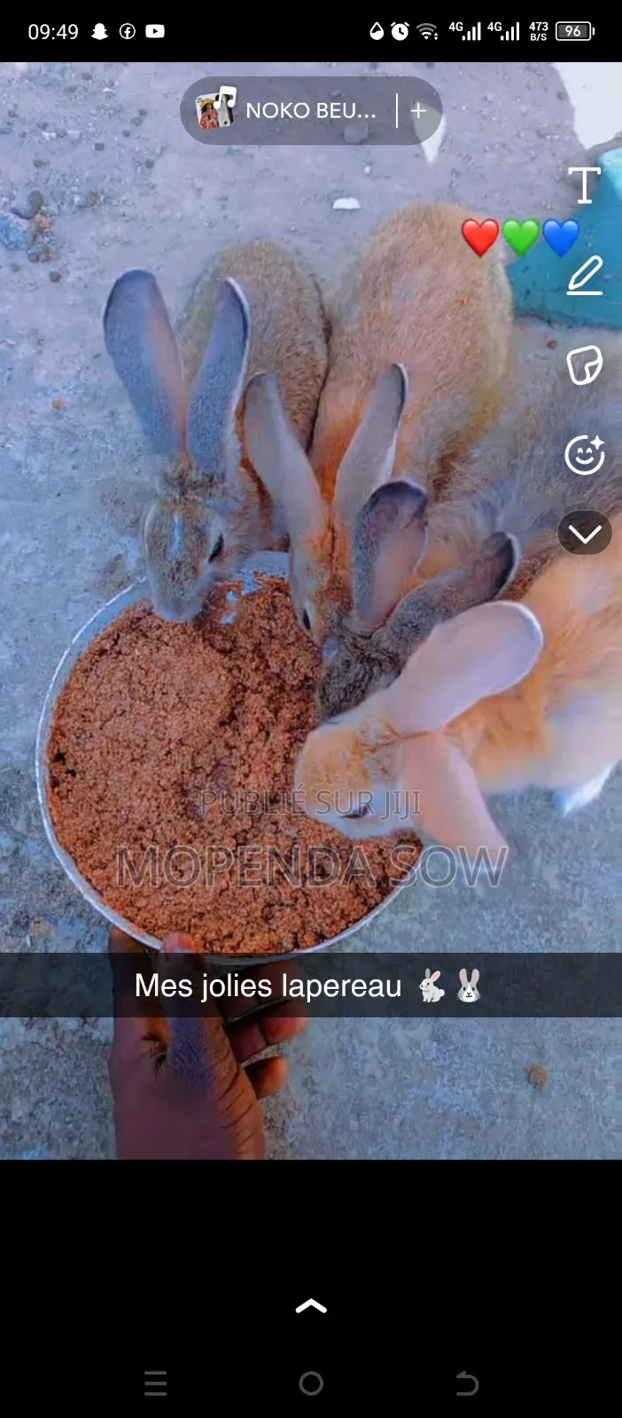 Lapin De Race