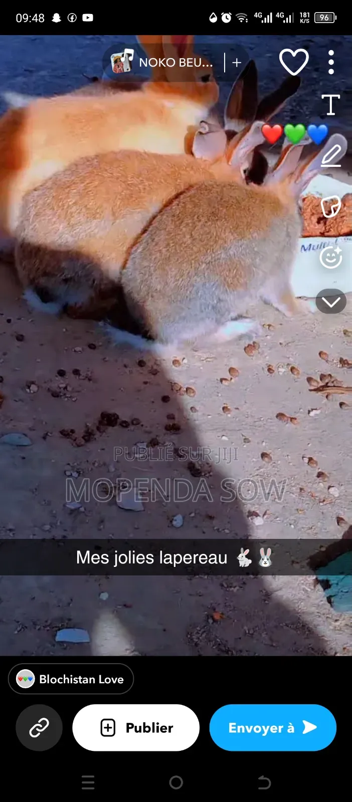 Lapin De Race