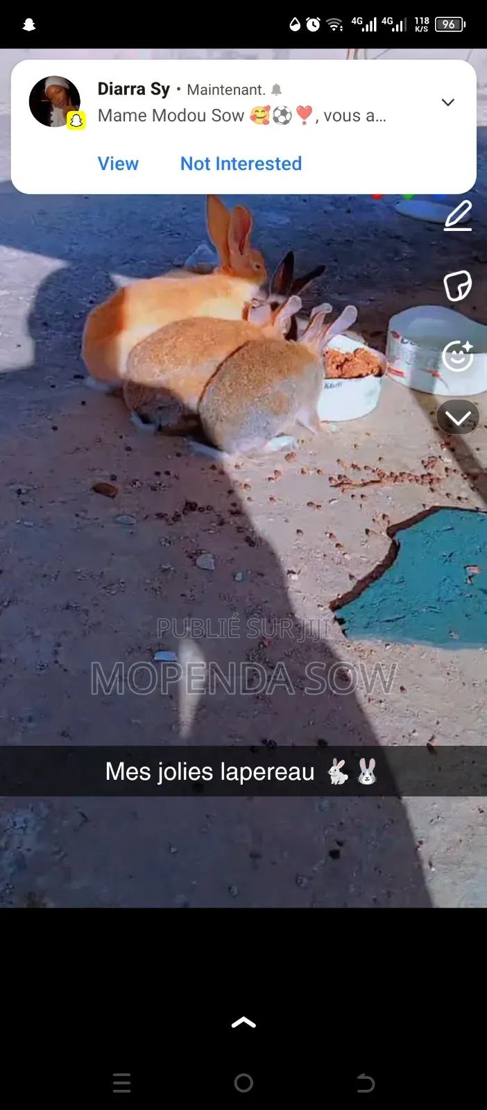 Lapin De Race
