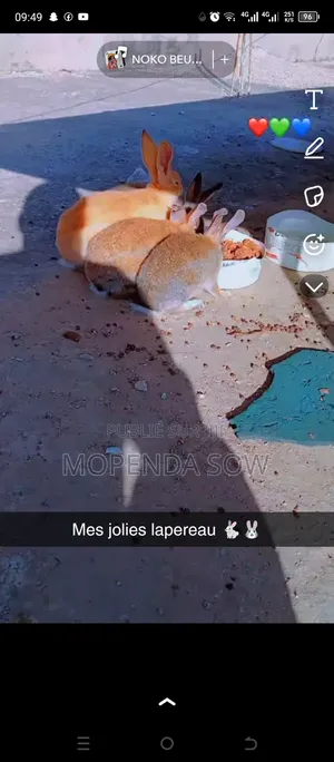 Lapin De Race