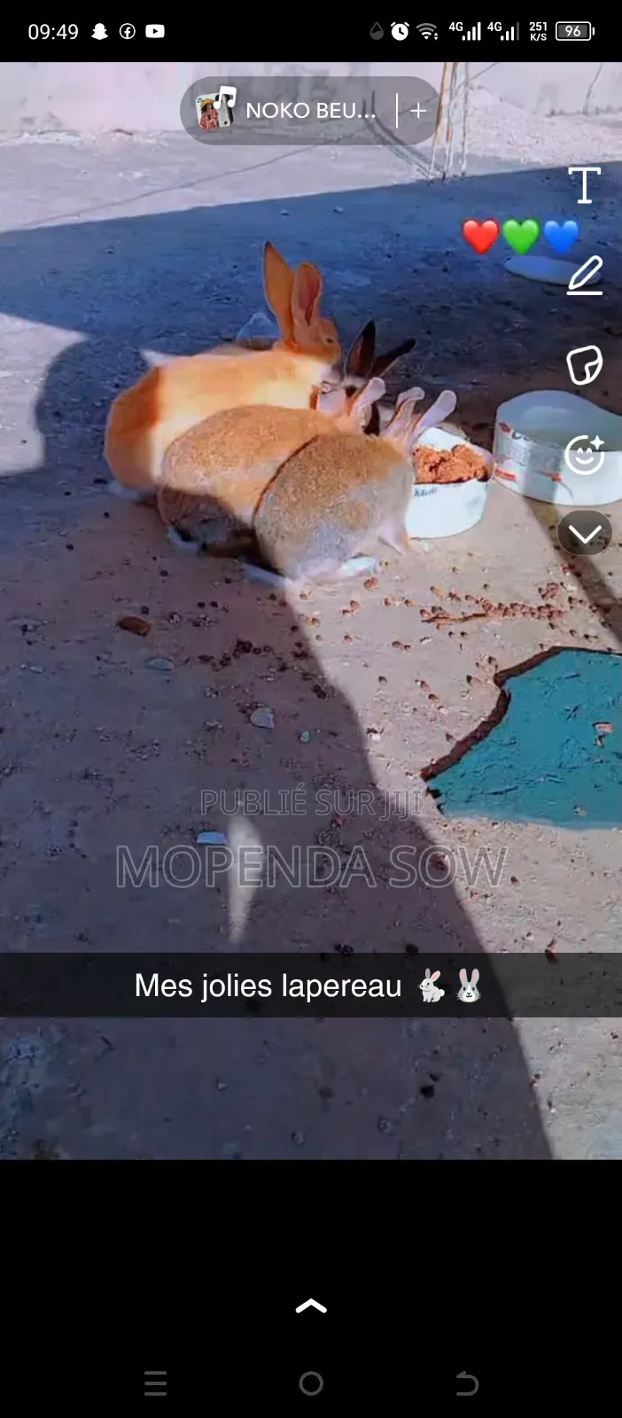 Lapin De Race