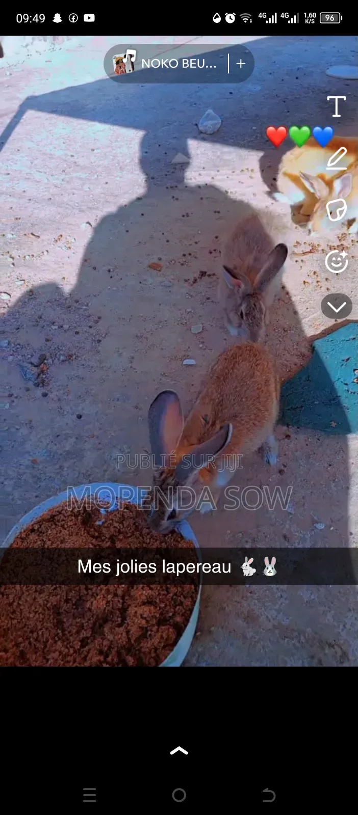 Lapin De Race