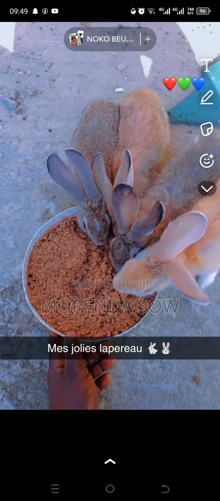 Lapin De Race