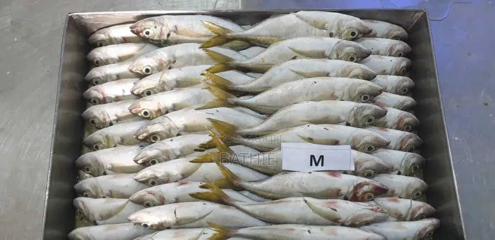 Poisson Frais en Gros À Prix Imbattables – Contactez-Nous !
