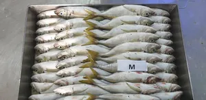 Poisson Frais en Gros À Prix Imbattables – Contactez-Nous !