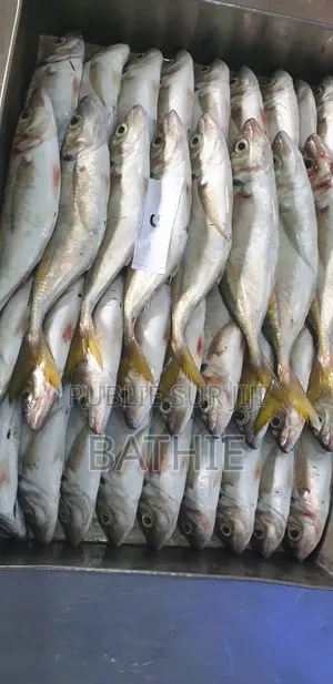 Poisson Frais en Gros À Prix Imbattables – Contactez-Nous !