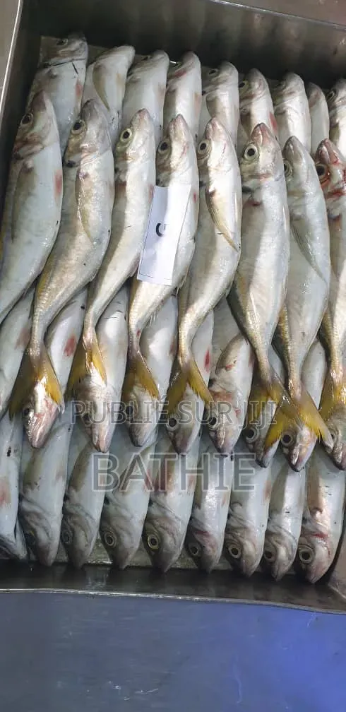 Poisson Frais en Gros À Prix Imbattables – Contactez-Nous !