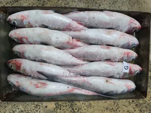 Poisson Frais en Gros À Prix Imbattables – Contactez-Nous !