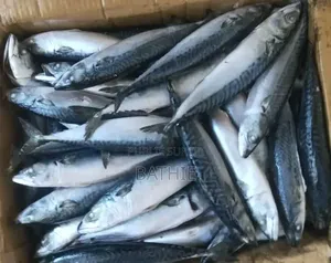 Poisson Frais en Gros À Prix Imbattables – Contactez-Nous !