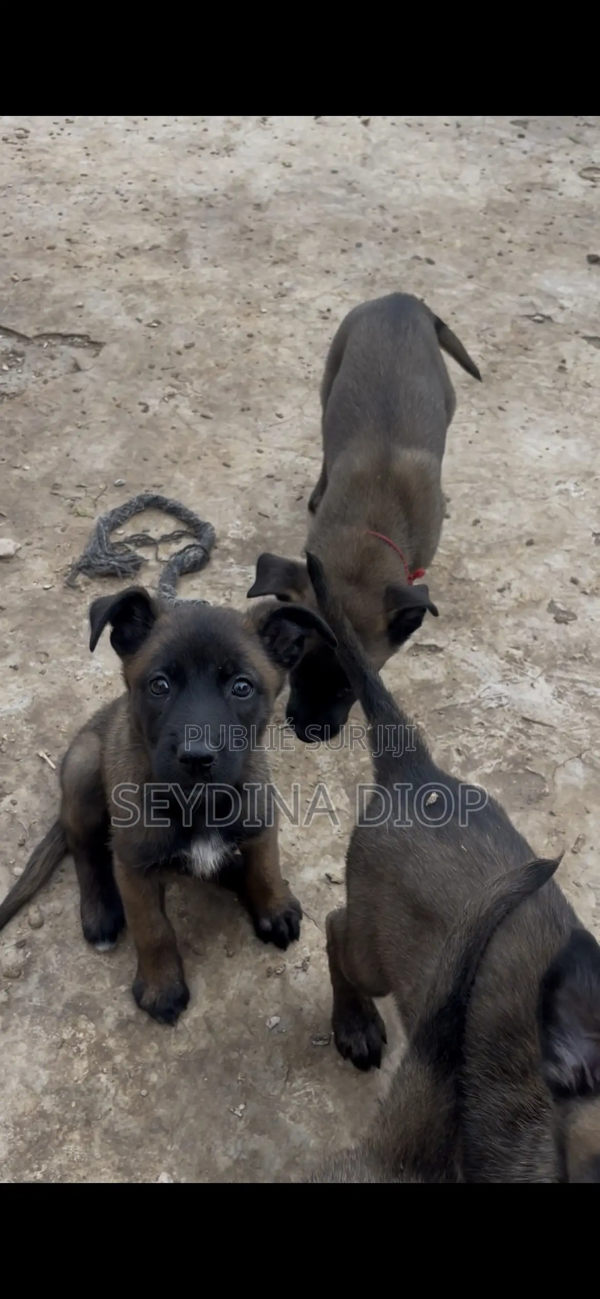 1-3 mois Homme Pure race Belgian Malinois