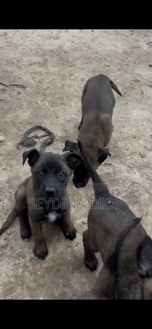 1-3 mois Homme Pure race Belgian Malinois