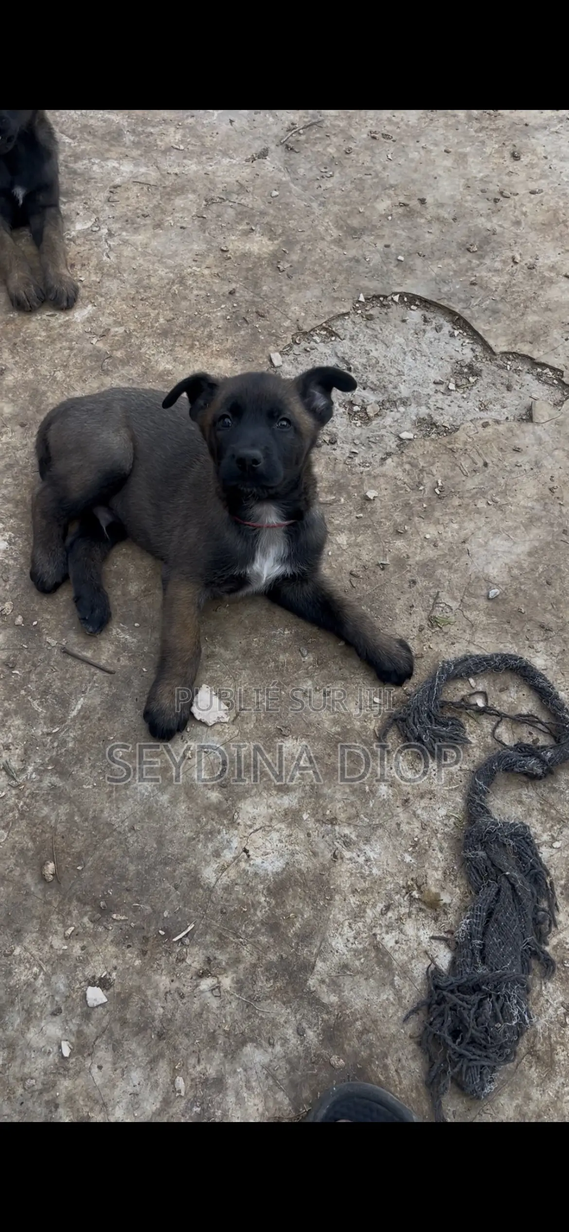 1-3 mois Homme Pure race Belgian Malinois