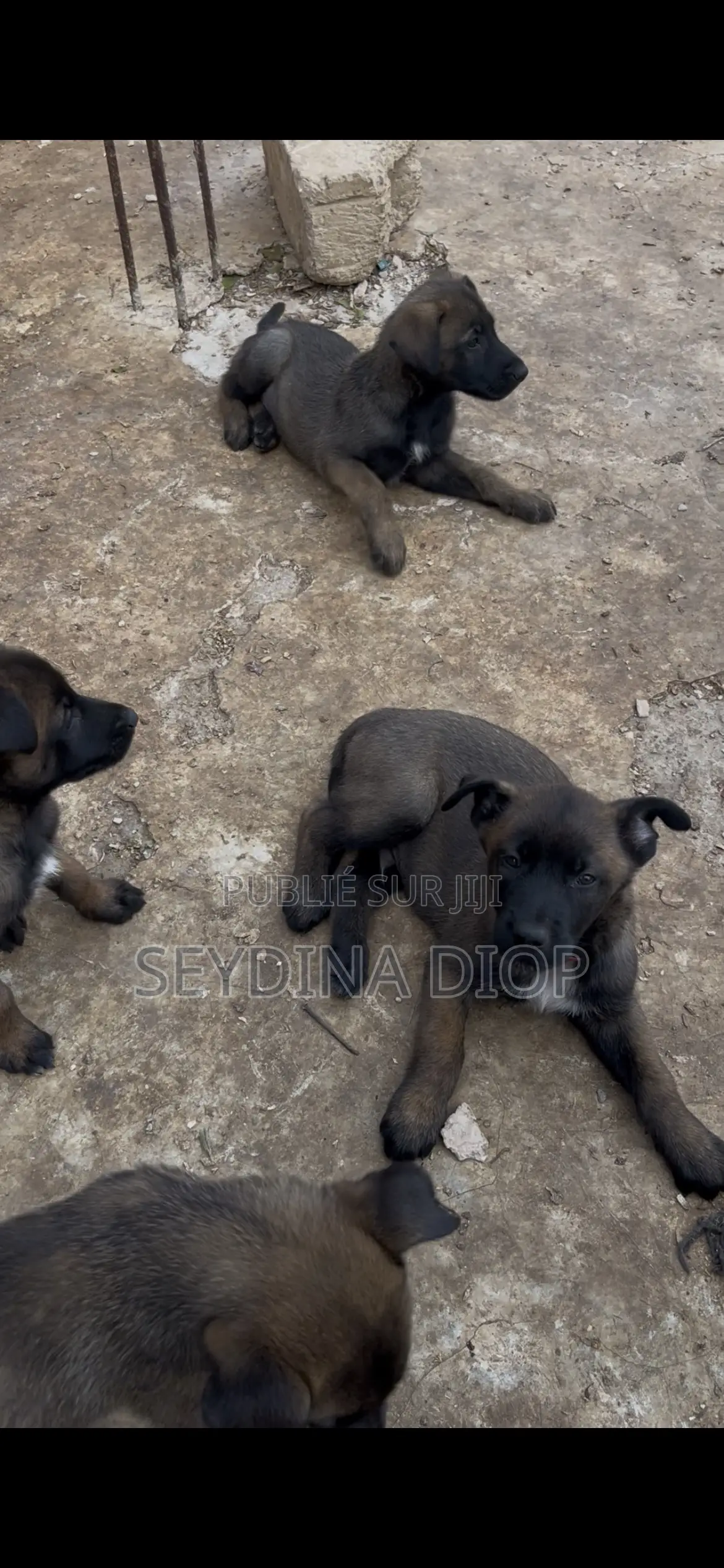 1-3 mois Homme Pure race Belgian Malinois