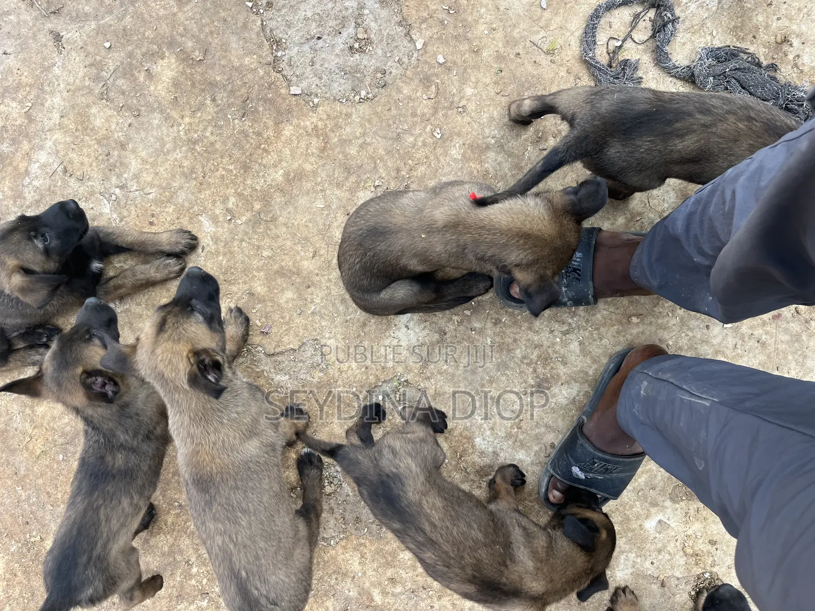 1-3 mois Homme Pure race Belgian Malinois