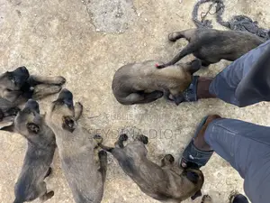 1-3 mois Homme Pure race Belgian Malinois