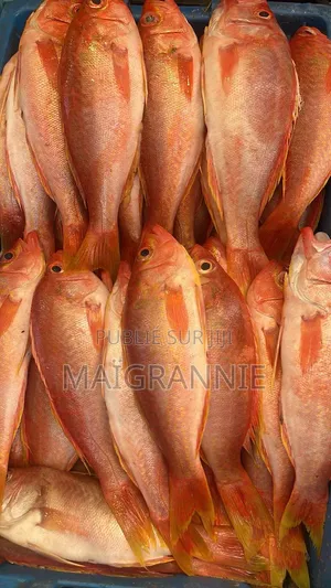 Vente De Poissons Frais