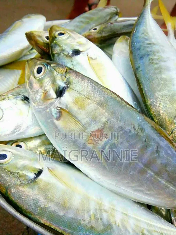 Vente De Poissons Frais