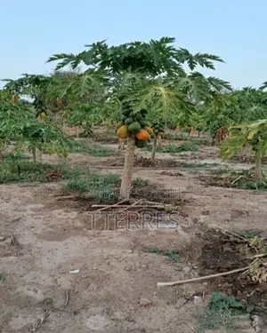 Verger Agricole Productif De 10 Hectares Vers Chérif Lo – Thiès
