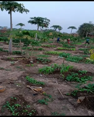 Verger Agricole Productif De 10 Hectares Vers Chérif Lo – Thiès