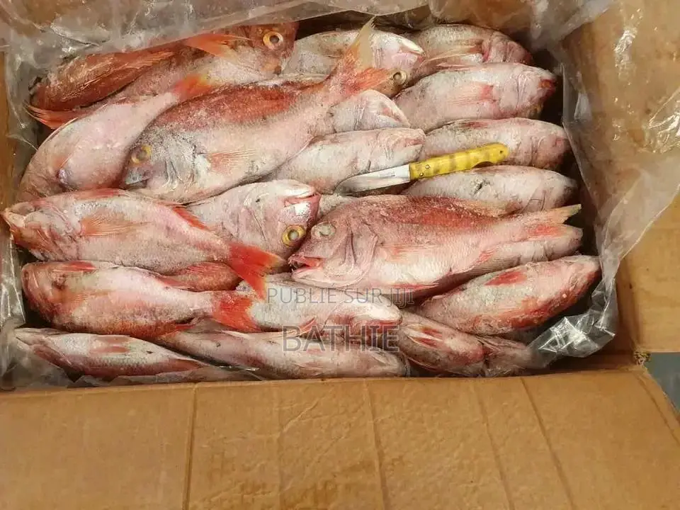 Poisson Frais en Gros À Prix Imbattables – Contactez-Nous !