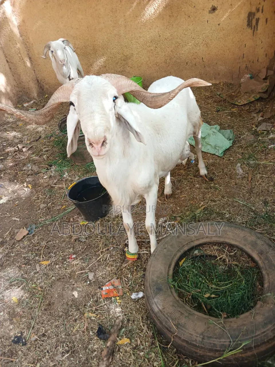 Mouton Très Propre
