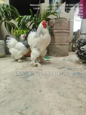 Grande Race De Poule