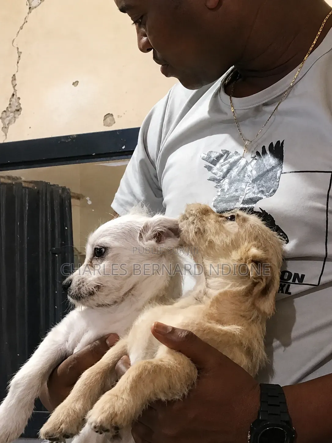 1-3 mois Homme Pure race Bichon Frise