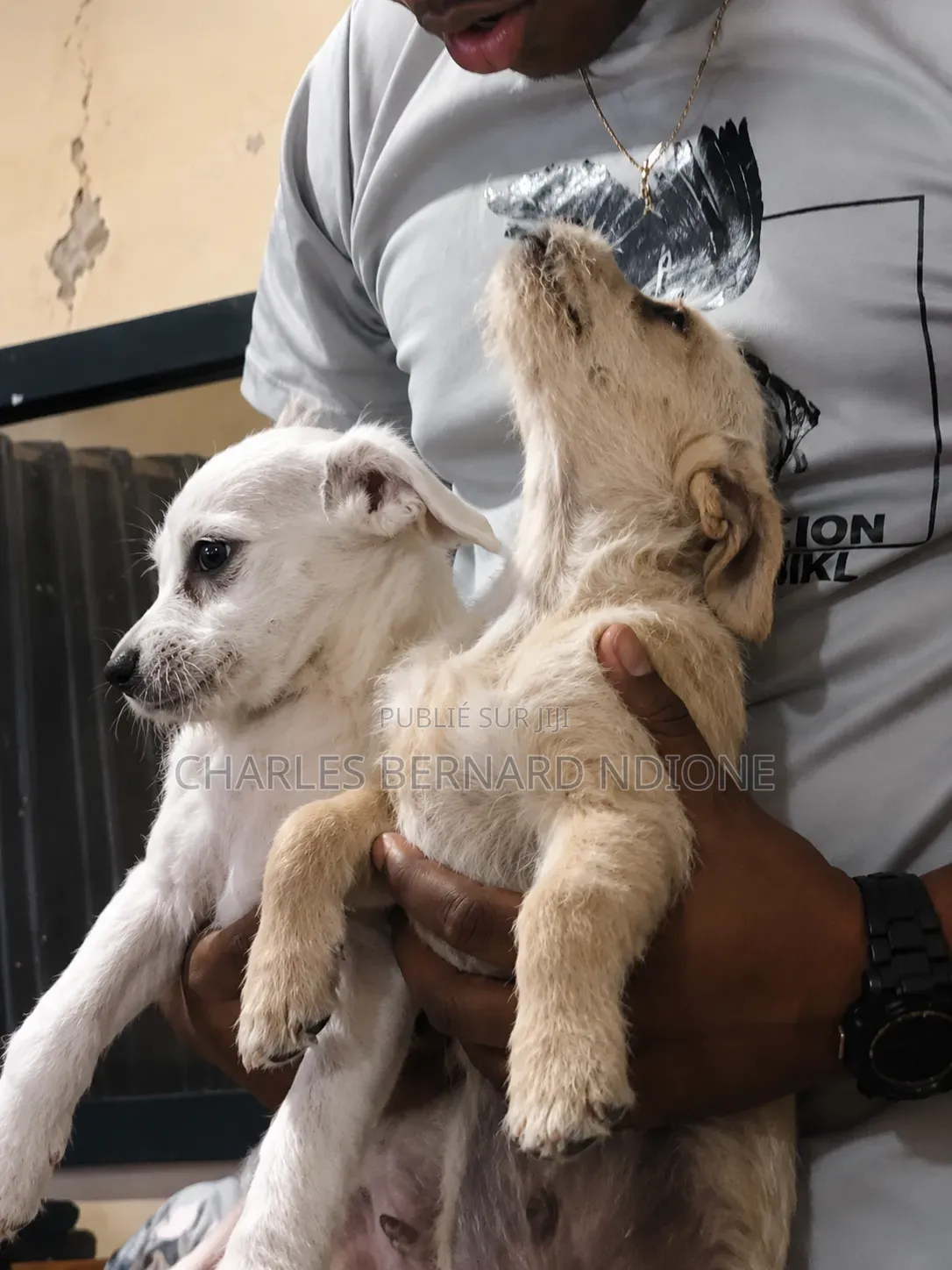 1-3 mois Homme Pure race Bichon Frise