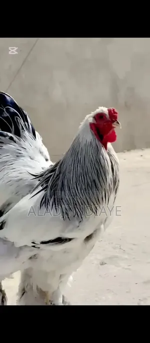 Aviculture