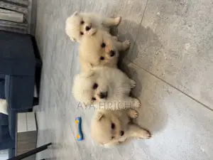 1-3 mois Femme Pure race Pomeranian