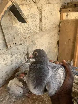 Serigne Bara Fall