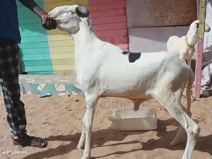 Un Mouton Pour Baptême Ou Autre Événement