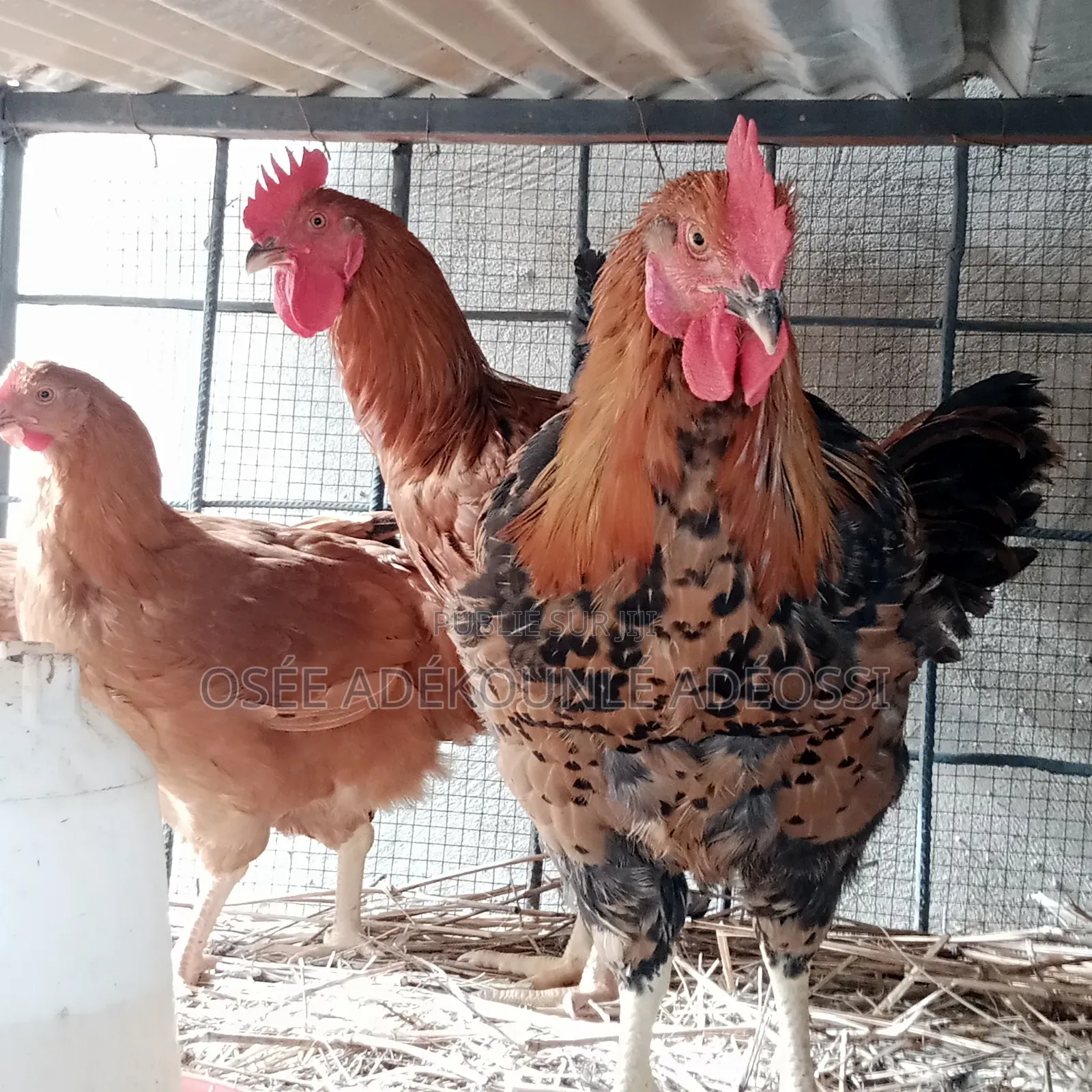 Poulet Bleu Hollandais, Goliaths Et Rainbows