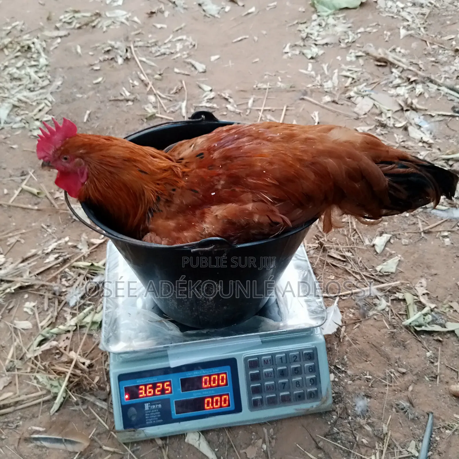 Poulet Bleu Hollandais, Goliaths Et Rainbows
