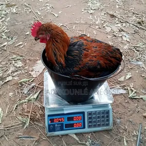 Poulet Bleu Hollandais, Goliaths Et Rainbows