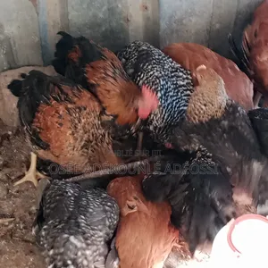 Poulet Bleu Hollandais, Goliaths Et Rainbows