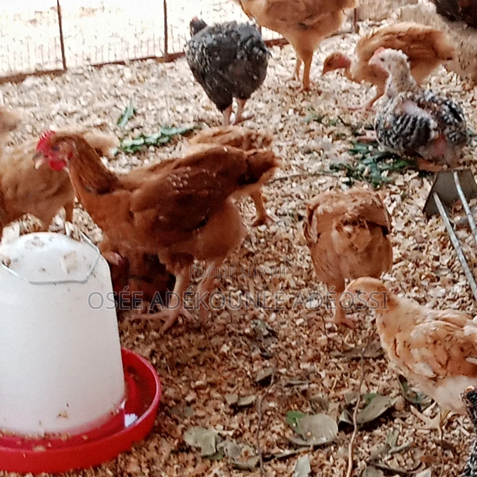 Poulet Bleu Hollandais, Goliaths Et Rainbows