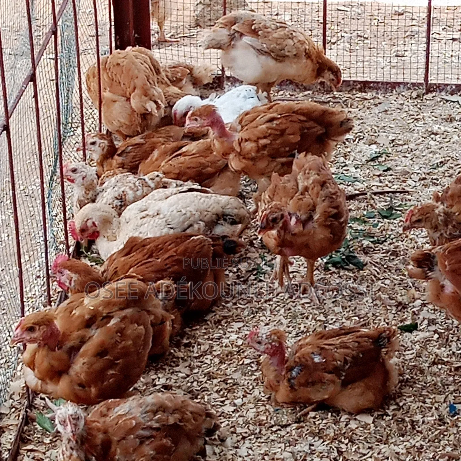 Poulet Bleu Hollandais, Goliaths Et Rainbows