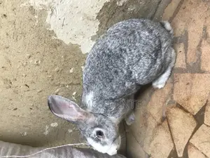 Couple Lapin Métisse Rex Disponible