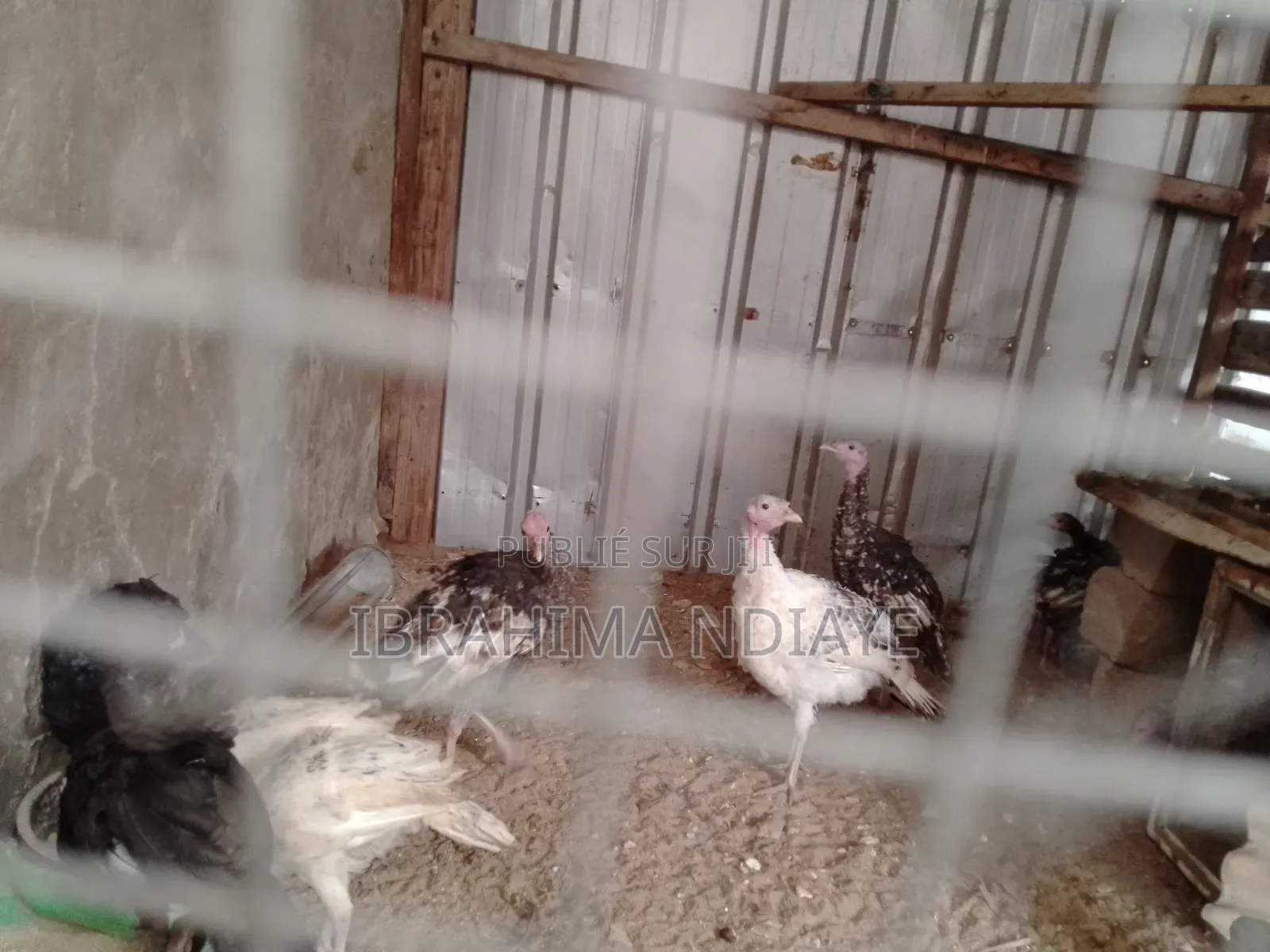 Vente Poules Ornements Dindes Et Dindonneaux