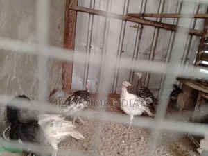 Vente Poules Ornements Dindes Et Dindonneaux