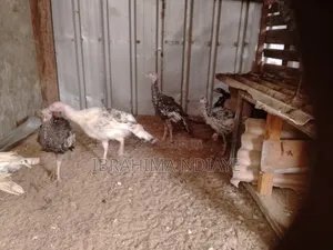 Vente Poules Ornements Dindes Et Dindonneaux