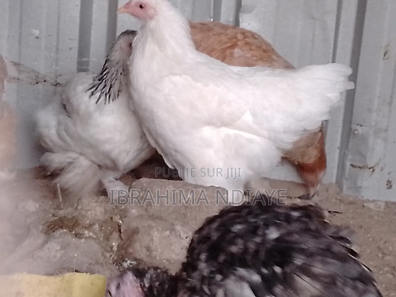 Vente Poules Ornements Dindes Et Dindonneaux