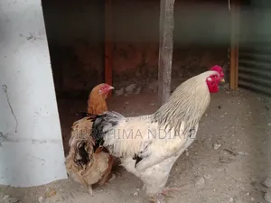 Vente Poules Ornements Dindes Et Dindonneaux